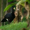Hoko promenlivy - Crax rubra - Great Curassow 9893